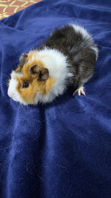Морские свинки: ПРОДАЮ МОРСКУЮ СВИНКУ! •ДЕВОЧКА •РОДИЛАСЬ 16 ОКТЯБРЯ •ПУШИСТАЯ — 3