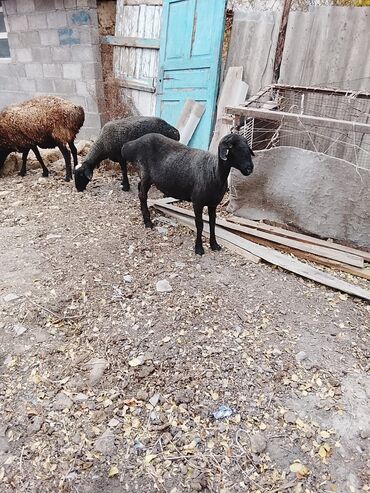 продажа кукурузы в початках: Сатам | Ургаачы кой (ургаачы) | Көбөйтүү үчүн
