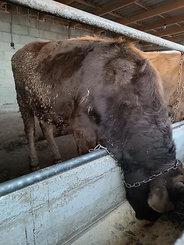 Коровы, быки: Продаю | Бык (самец) | На откорм | Привязанные — 11