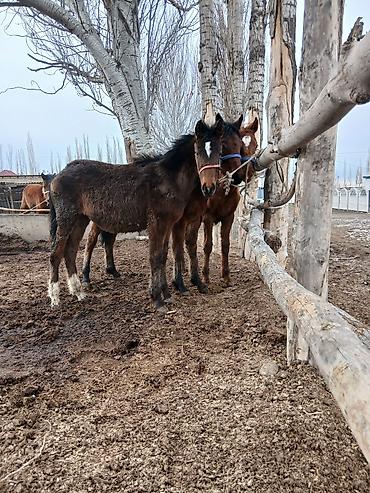 Лошади, кони: Продаю | Жеребенок | Полукровка | Рабочий — 8
