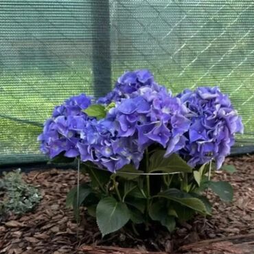 Декор для дома и сада: Декор для дома и сада, Платная доставка, Самовывоз — 10