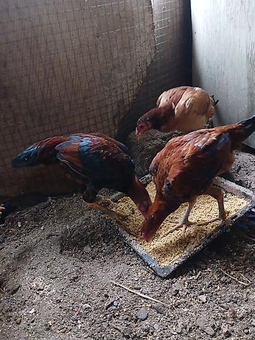 kənd toyuğu: Toyuq, Yumurtalıq — 1