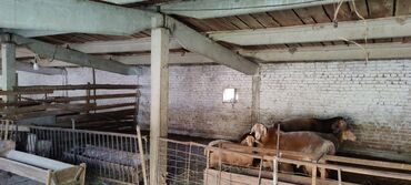 Сельхоз предприятия: Продается Кашара Фермерское- хозяйство с действующим бизнесом и с — 3