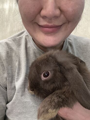 фландр кролик купить: 🐰🥰 вислоухий малыш- самец, окрас шоколадный 😍 5 месяцев 😍 сам