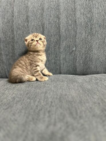 дом для котов: Скотиш Фолд (Шотландская вислоухая), 1 месяц, Мальчик, Приучена к лотку