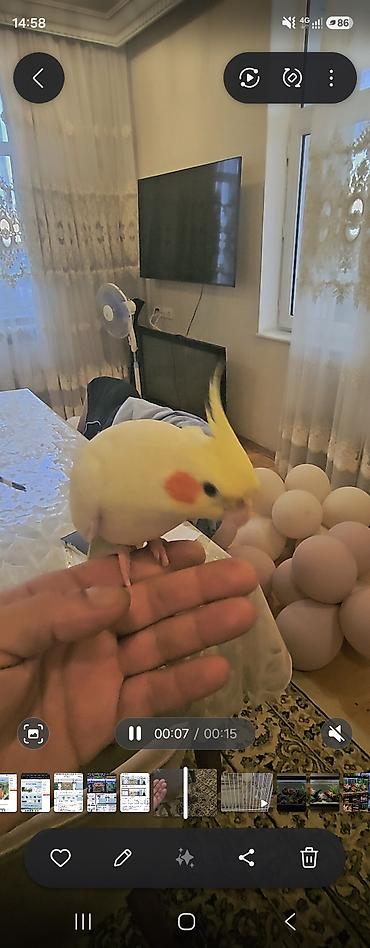 gence quşlar: Növ: Nimfa tutuquşusu (Cockatiel) Rəng: Açıq sarı/krem, yanaqlarda — 1