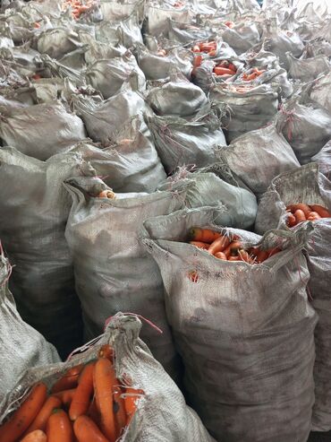 гидропонные корма: Кормовая морковь