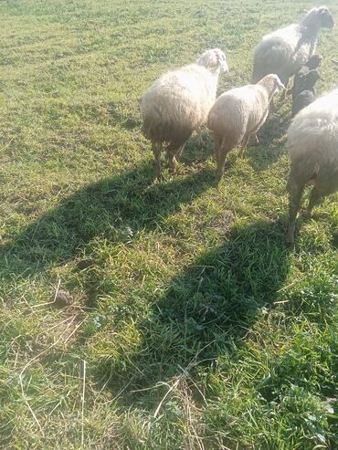 Qoyunlar, qoçlar: 1ci 2ci 4cü qardilar 470 deylir balali cidi şexsler zeng vursun -da lalafo.az — 7 Qoyunlar, qoçlar: 1ci 2ci 4cü qardilar 470 deylir balali cidi şexsler zeng vursun — 7