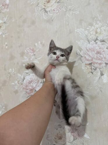 Pişiklər: Amerikan Shorthair, Dişi, Yaxşı əllərə — 4