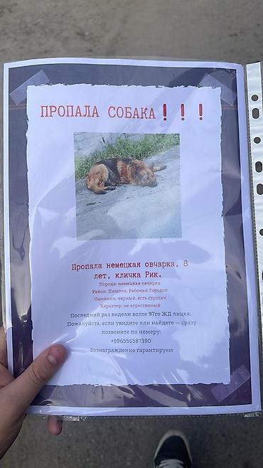 Бюро находок: Пропала собака — немецкая овчарка, кличка Рик, 8 лет. - Порода — 1