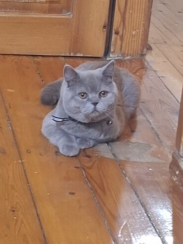 мейн кун купить в баку: Şotland, Erkək, Yaxşı əllərə, Ünvandan götürmə