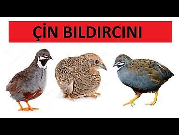 bildircin yumurta: Salam çin bildirçinleri satilir hazir cüt yumurta veren 25 azen — 8