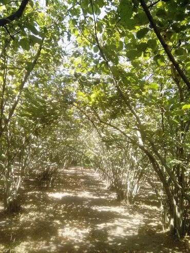 Həyət evləri və villaların satışı: 5 otaqlı, 100 kv. m, Kredit yoxdur, Orta təmir -da lalafo.az — 9 Həyət evləri və villaların satışı: 5 otaqlı, 100 kv. m, Kredit yoxdur, Orta təmir — 9