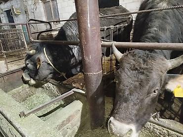 Коровы, быки: Продаю | Бык (самец) | На откорм | Привязанные — 7