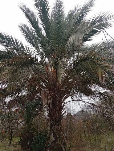 jenşen bitkisini harada tapmag olar: Xurma agacidi satilir .Qiymet razlasma yoli ile