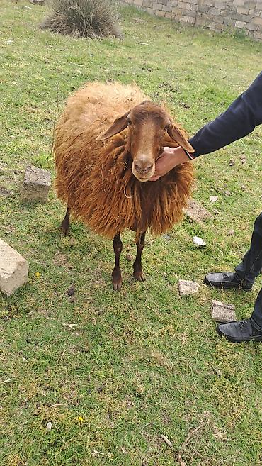 Другие животные: 2 qarın doğub. Keçən il yanvar ayında axrıncı doğub. Qoça gəlir — 3