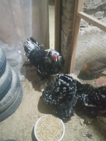 Partridge: Motel brama Ailəsi 1 Xoruz 2 Fərə. Tam Sağlam. Qiymət 120 Manat — 2