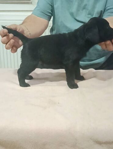 Psi: Labrador crni stenci na prodaju, oštenjeni 16.12.2023 godine. Otac