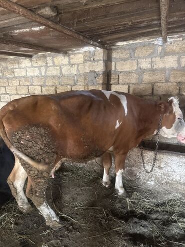 Inəklər, öküzlər: Inəklər öz qapimizin heyvnalradir saf qan simental balalari ilə — 2