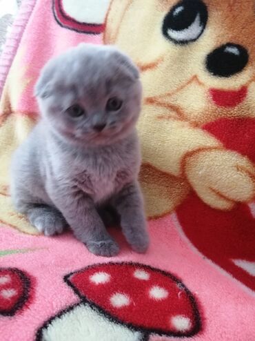 серый кот: Продаётся чистокровный шотландский котёнок