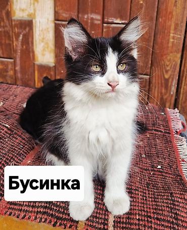 фенек цена: Котята Бусинка и Бантик — пушистые черно-белые малыши с выразительными — 2