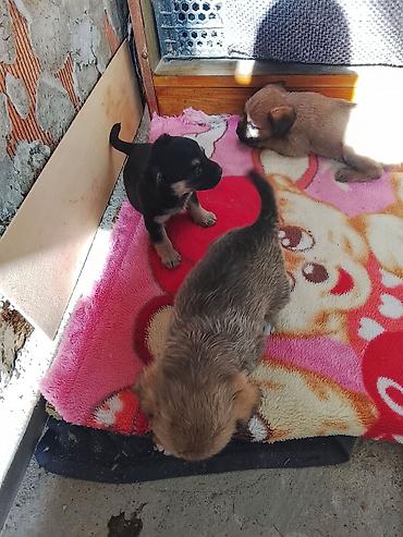 k9 it: Zvonok, 1 ay, Erkək, Ünvandan götürmə — 2