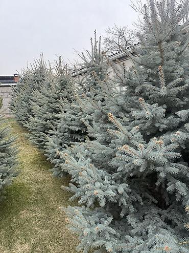Ель: Продаю Ели голубые от 2-4 метров, колоновидные туи 4 метровые: густые — 35