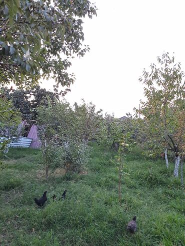 Uzunmüddətli kirayə evlər: Günəşli bağ massivi 8 ci küçə 20 nömrəli məktəbə yaxın, 7 sotun içində — 10