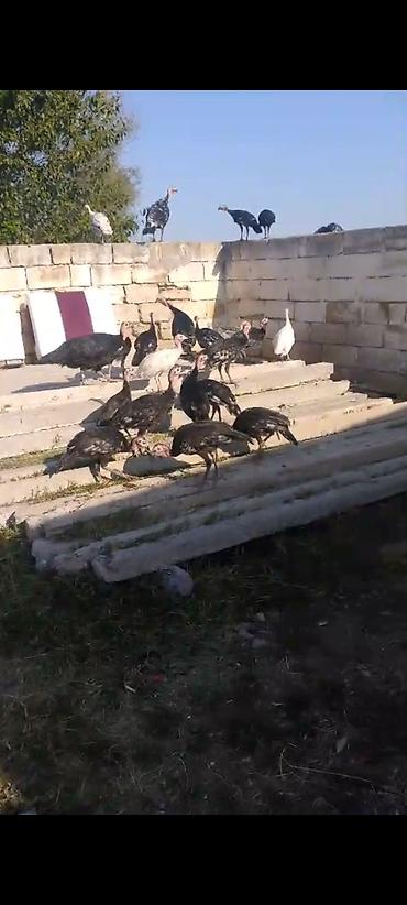 kənd toyuq: Çekisi 2.300kq hinquşu balalar 3ayliqdir 20 denedir 24m dan analari — 4