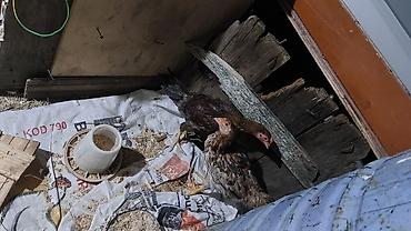dekorativ toyuq: Toyuq cücələri, Damazlıq, Ödənişli çatdırılma — 2