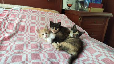 Коты: Маленькие пушистики (2 месяца) ищут себе уютный дом и добрых