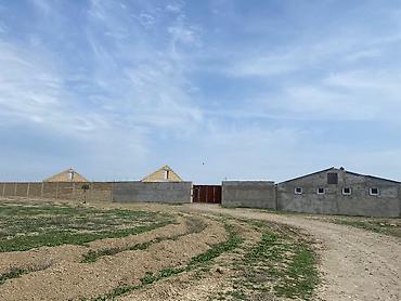 fermaya: FERMA satılır Pirəkəşkül qəsəbəsində MAL,QOYUN,QUŞ FERMALARI MAL VƏ — 3
