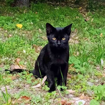 Mačke: Prelepo crno mace Anja trazi dom Mlada mackica Anja, sklonjena sa