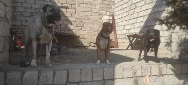 it satisi gence: Pitbul, 2 il, Erkek, Peyvəndli, Ünvandan götürmə