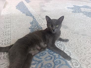 Животные: 🐾 Продаются котята породы Русская голубая! 🐾 Котятам 2 месяца. Все — 3