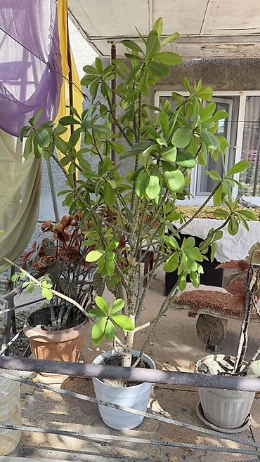 Пальмы: Крупное комнатное растение в горшке — пахиподиум (Pachypodium lamerei — 1