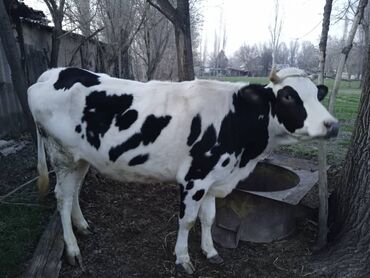 Коровы, быки: Продаю | Тёлка | На откорм, Для разведения, Для молока | Не стельные