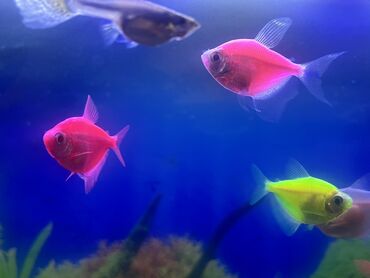 Balıqlar: Glofish, Sülhsevər, Ödənişli çatdırılma -da lalafo.az — 7 Balıqlar: Glofish, Sülhsevər, Ödənişli çatdırılma — 7