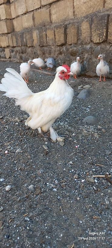 Toyuqlar: Toyuq, Damazlıq -da lalafo.az — 1 Toyuqlar: Toyuq, Damazlıq — 1