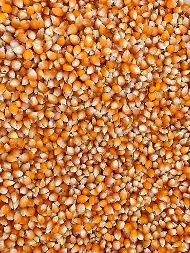картошка ривера: Кукуруза зерновая Жугору #мака Влажность 13-12% Пионер, стякляжка — 4