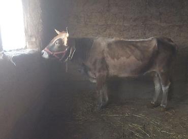 Коровы, быки: Продаю | Тёлка | Швицкая | Для молока | Стельные — 6