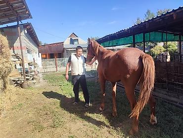 дарому собаку: Продаю | Кобыла (самка) — 4