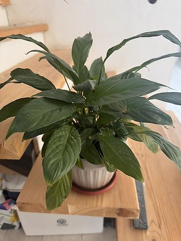 прокол земли: Комнатные растения в горшках 1) Спатифиллум (Spathiphyllum) в — 1