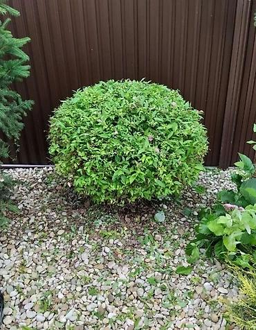 Другие услуги: Садовник! Стрижка изгороди! Улуги садовника. Наши услуги: Обработка — 5