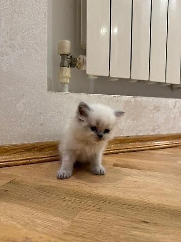 Pişiklər: Britan — 4