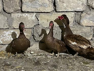 ev heyvanlarının satışı: Başlıq: Fərə ördəklər macar krasnadar bide macar qara zümrüdü bala — 2