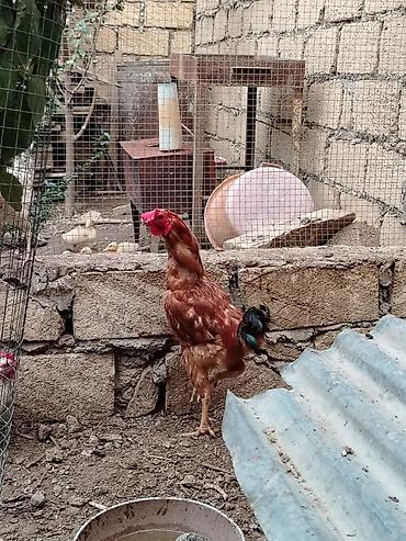 Toyuq, Yumurtalıq