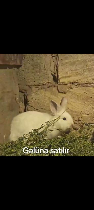 damaz: Ağ rəngli ev dovşanları – gəlünə satılır. Salam aleykum balaca qulaq — 3