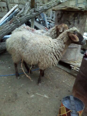 Qoyunlar, qoçlar: Məhsul: Qoyunlar - Növ: Yerli (ehtimalən qaragül/yağlı quyruq tipli) — 8