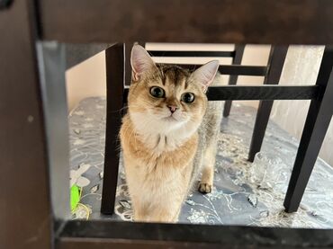 bakida cins ineklerin satisi: Золотая шиншилла, Самка